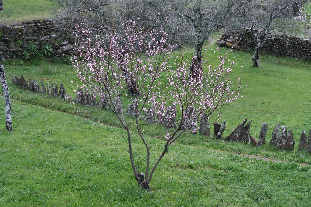 Casa Zambrana Konuk evi Pinofranqueado Dış mekan fotoğraf
